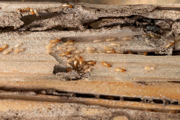 Professional Pest Control in Geneva, IN